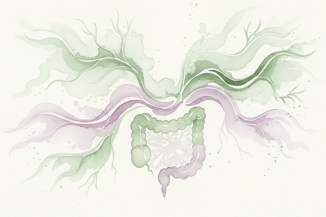 The Science of Gut Feelings: Vagus Nerve, Neuropods & Intuition